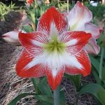 پیاز گل آماریلیس هلندی (تولید داخل) دو رنگ قرمز سفید واریته دانه برف amaryllis snowflox Bulb