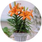پیاز گل همروکالیس یا سوسن یکروزه یا زنبق رشتی Hemerocallis minor