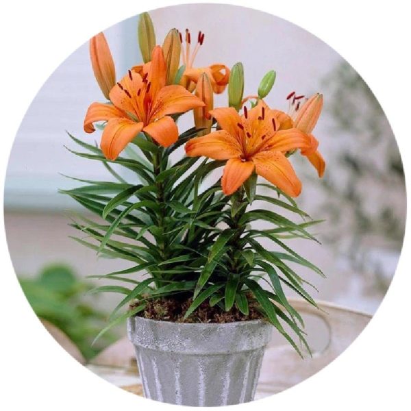 پیاز گل همروکالیس یا سوسن یکروزه یا زنبق رشتی Hemerocallis minor
