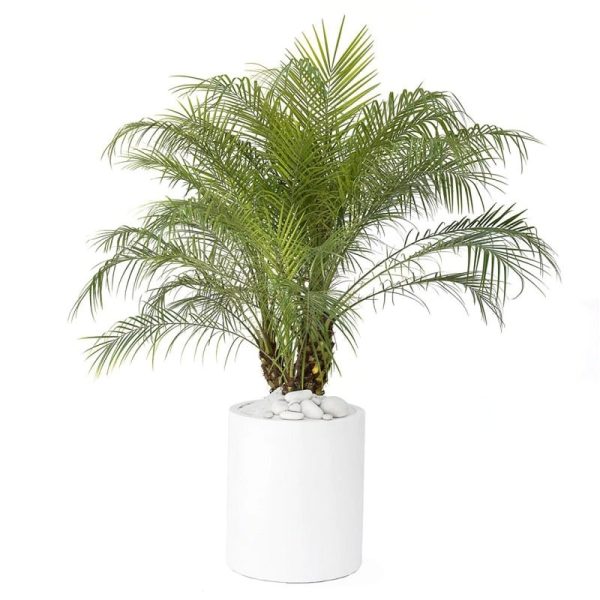 بذر نخل فونیکس یا نخل ققنوس فینیکس PHOENIX PALM