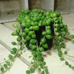 بذر گیاه رشته مروارید (رشته تسبیحی) و بذر گیاه رشته موزی