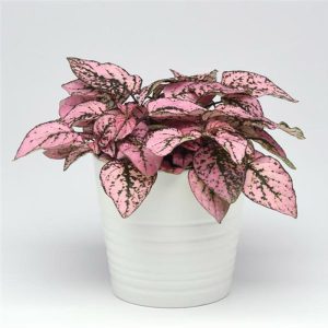 بذر گل سنگ رنگ صورتی | گل هیپوستس یا خال صورتی Hypoestes Splash Select Pink