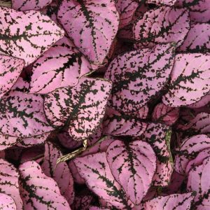 بذر گل سنگ رنگ صورتی | گل هیپوستس یا خال صورتی Hypoestes Splash Select Pink
