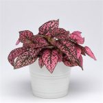 بذر گل سنگ رنگ رز سرخ | گل هیپوستس رز Hypoestes Splash Select Rose