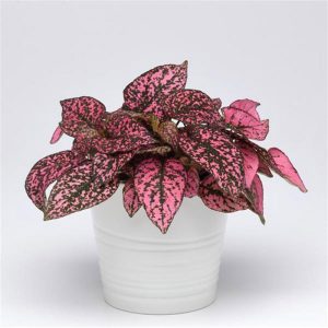 بذر گل سنگ رنگ رز سرخ | گل هیپوستس رز Hypoestes Splash Select Rose