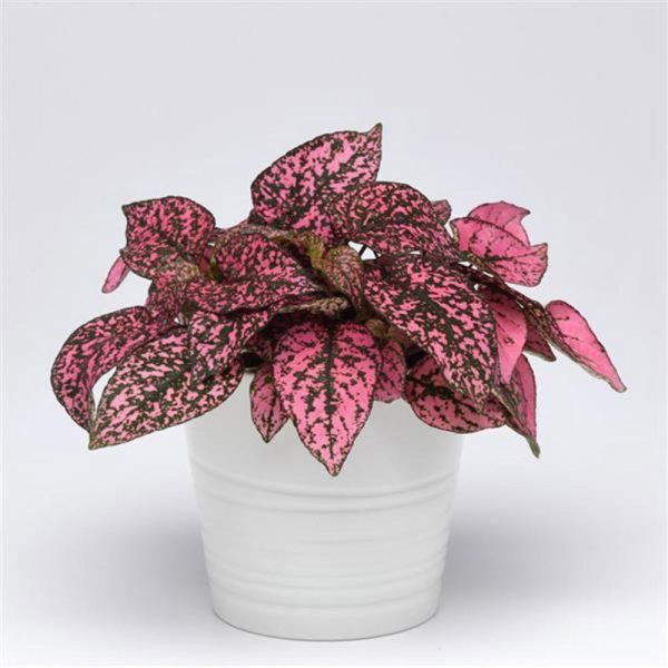 بذر گل سنگ رنگ رز سرخ | گل هیپوستس رز Hypoestes Splash Select Rose