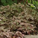 بذر گل سنگ رنگ رز سرخ | گل هیپوستس رز Hypoestes Splash Select Rose
