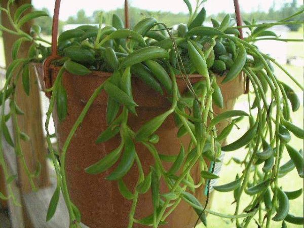 بذر گیاه رشته مروارید (رشته تسبیحی) و بذر گیاه رشته موزی
