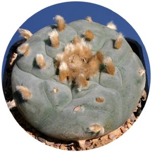 بذر کاکتوس لوفوفورا ویلیامسی تگزانا یا تکسانا Lophophora williamsii texana