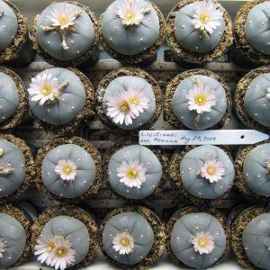 بذر کاکتوس لوفوفورا ویلیامسی تگزانا یا تکسانا Lophophora williamsii texana