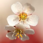 بذر دروزرا اسپاتولاتا Drosera spatulata
