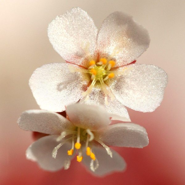 بذر دروزرا اسپاتولاتا Drosera spatulata