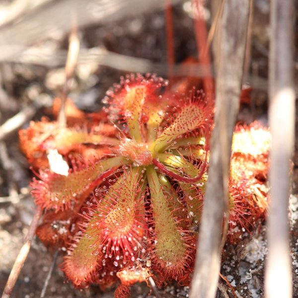 بذر دروزرا اسپاتولاتا Drosera spatulata