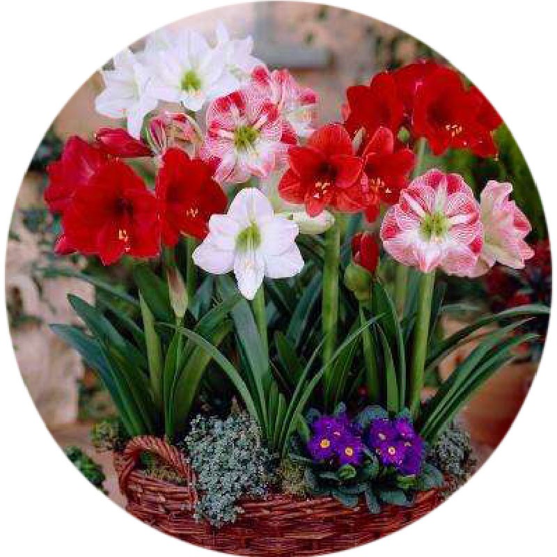 پیاز گل آماریلیس هلندی هیبرید F1 (تولید داخل) انواع رنگها پیاز گل آماریلیس هلندی هیبرید F1 (تولید داخل) انواع رنگها