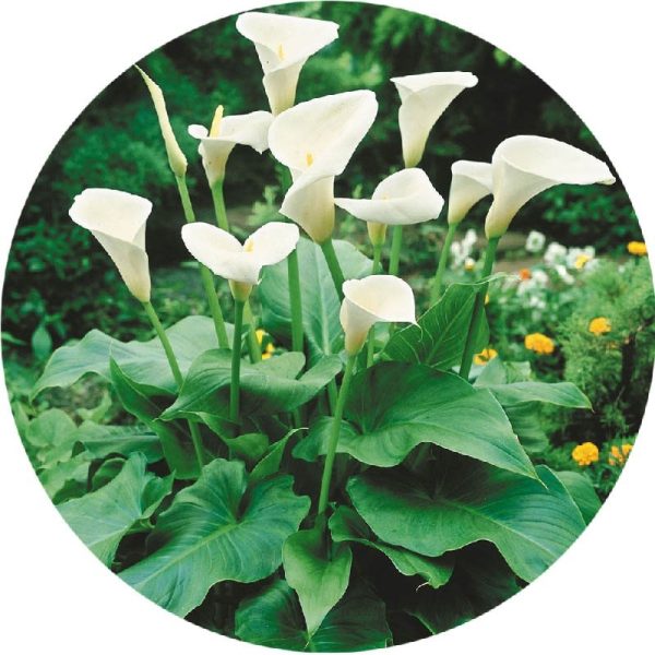 غده ریزوم دار گل شیپوری اتیوپیایی یا شیپوری باغچه ای