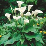 غده ریزوم دار گل شیپوری اتیوپیایی یا شیپوری باغچه ای