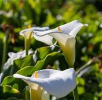 غده ریزوم دار گل شیپوری اتیوپیایی یا شیپوری باغچه ای
