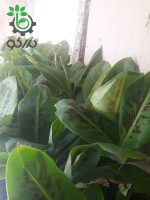نهال موز پا کوتاه کاوندیش