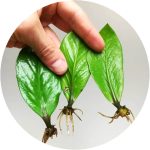 برگ غده دار زاموفیلیا سبز