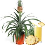 نهال آناناس 5 ماهه کوموسوس Ananas comosus