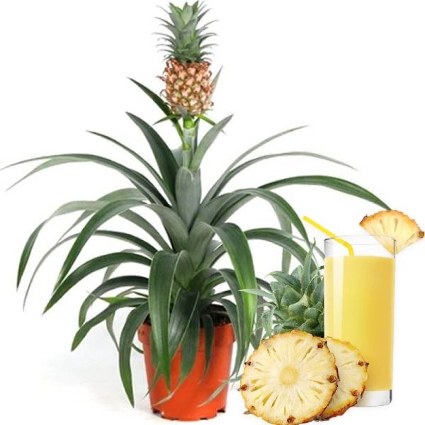 نهال آناناس 5 ماهه کوموسوس Ananas comosus