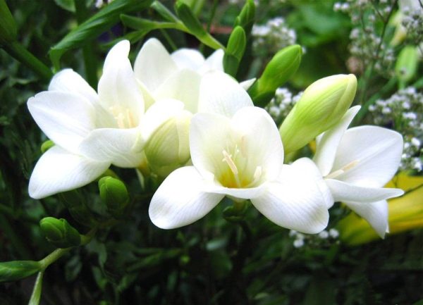 بذر گل بسیار زیبای فریزیا (freesia) با پخش رایحه عالی