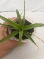 نهال آناناس 5 ماهه کوموسوس Ananas comosus