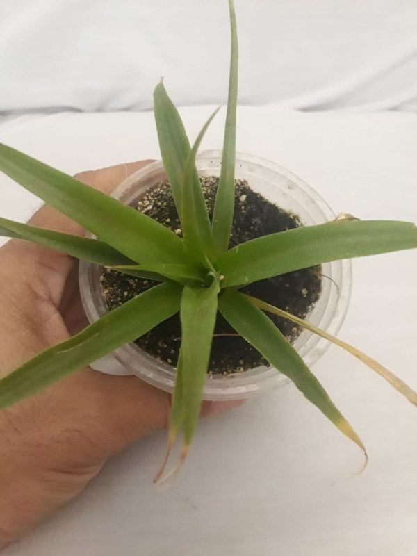 نهال آناناس 5 ماهه کوموسوس Ananas comosus