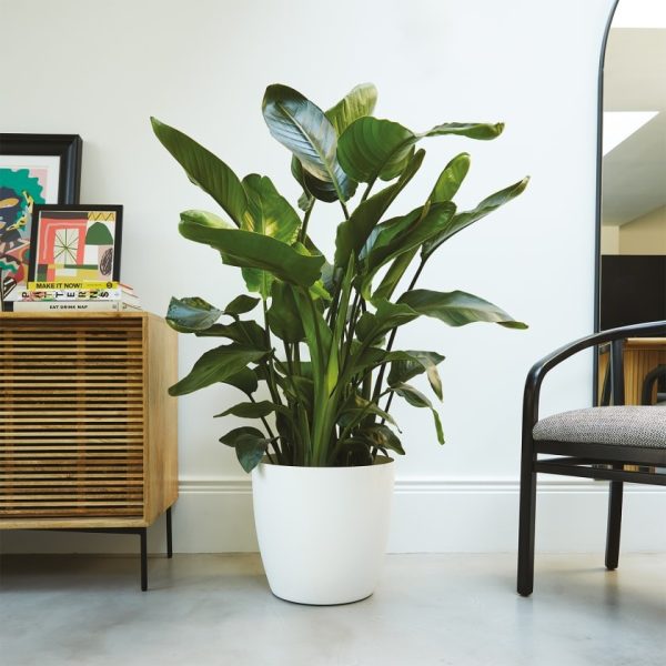 بذر کمیاب گیاه استرلیتزیا سفید یا گل مرغ بهشت سفید بزرگ Strelitzia nicolai