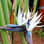 بذر کمیاب گیاه استرلیتزیا سفید یا گل مرغ بهشت سفید بزرگ Strelitzia nicolai