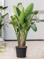 بذر کمیاب گیاه استرلیتزیا سفید یا گل مرغ بهشت سفید بزرگ Strelitzia nicolai