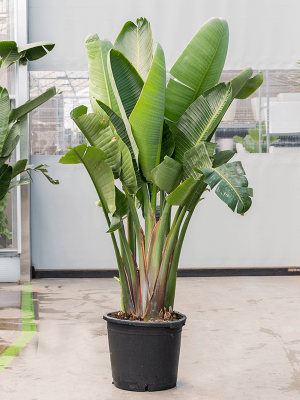 بذر کمیاب گیاه استرلیتزیا سفید یا گل مرغ بهشت سفید بزرگ Strelitzia nicolai