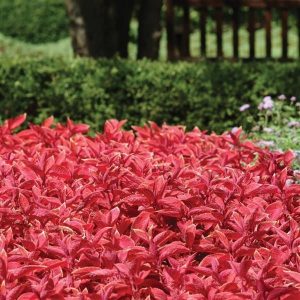 بذر حسن یوسف هیبرید F1 ویزارد غروب آفتاب شرکت پن آمریکن | Coleus Wizard Sunset SEED