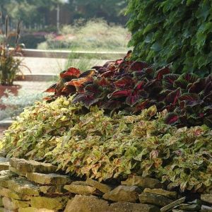 بذر گل حسن یوسف هیبرید F1 ویزارد موزاییک شرکت پن آمریکن | Coleus Wizard Mosaic SEED