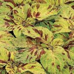 بذر گل حسن یوسف هیبرید F1 ویزارد موزاییک شرکت پن آمریکن | Coleus Wizard Mosaic SEED