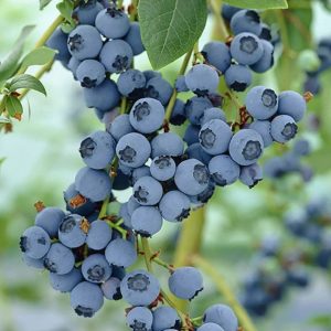 بذر بلوبری رقم بلوگلد Bluegold با میوه های شیرین و ملس