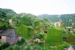 بذر گیاه خزنده موچسب زینتی (پیچک بوستون)