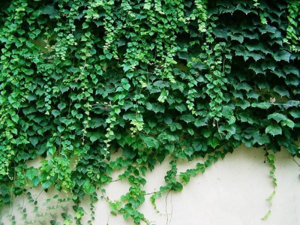 بذر گیاه خزنده موچسب زینتی (پیچک بوستون)