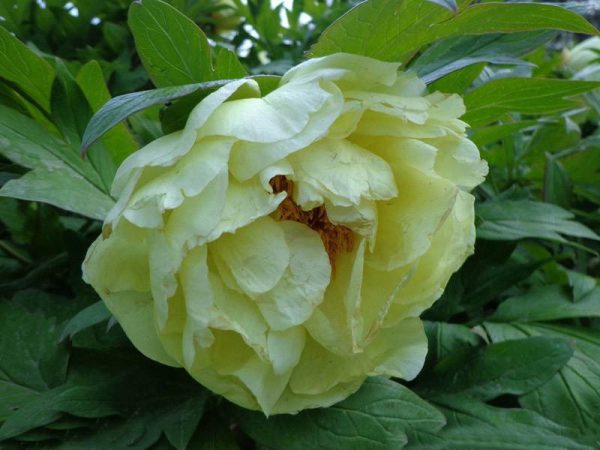 بذر کمیاب گل صد تومانی چینی (paeonia suffruticosa chinese)