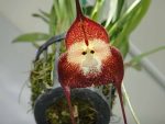 بذر گل ارکیده صورت میمون یا دراکولا سیمیا (Dracula simia)