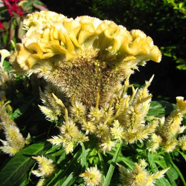 بذر گل تاج خروس (celosia cristata)