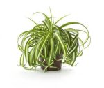 بذر گیاه آپارتمانی گندمی یا سنجاقی (Chlorophytum )