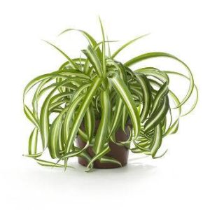 بذر گیاه آپارتمانی گندمی یا سنجاقی (Chlorophytum )