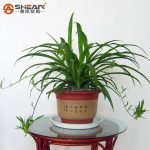 بذر گیاه آپارتمانی گندمی یا سنجاقی (Chlorophytum )