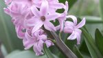 بذر گل زیبای سنبل هلندی (hyacinthus orientalis)