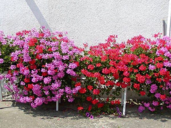 بذر گل شمعدانی پیچ (شمعدانی آبشاری )