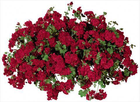 بذر گل شمعدانی پیچ (شمعدانی آبشاری )