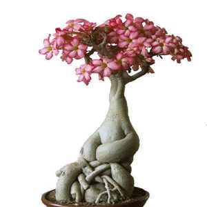 بذر گیاه آدنیوم آبسوم یا اوبسام (ADENIUM OBESUM) رز صحرایی