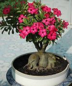 بذر گیاه آدنیوم آبسوم یا اوبسام (ADENIUM OBESUM) رز صحرایی