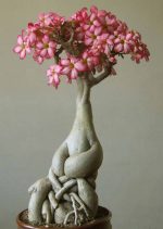 بذر گیاه آدنیوم آبسوم یا اوبسام (ADENIUM OBESUM) رز صحرایی